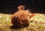 Lumpfish2 SS.JPG