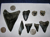 teeth1.jpg