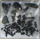 teeth022709.JPG