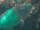 Bonaire Parrot Fish.jpg