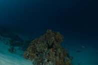 Inner Reef.jpg
