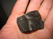 manatee fossil 005.jpg