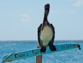 122308 PLease 2.jpg
