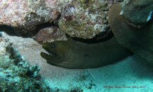 eel.jpg