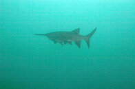 paddlefish800.jpg