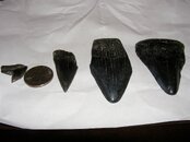 SANY0572.jpg