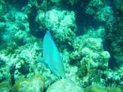 PICT0052.jpg