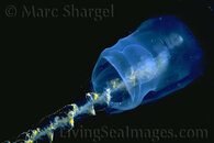 siphonophore1.jpg