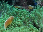 Clownfish turning around.jpg