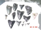 sharks teeth venice beach 032509 001.jpg