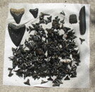 teeth032509.JPG