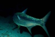 TARPON3050071_1-03-05-pps.jpg