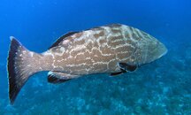 blackgrouper.jpg