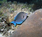 bluetang.jpg