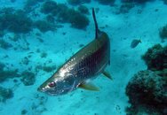 tarpon.jpg