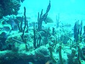 PIC_0022.jpg