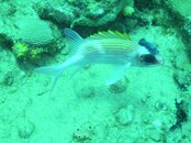 PIC_0030.jpg