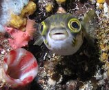 Porcupine fish Busselton jetty.jpg
