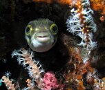 Porcupine fish Busselton jetty 2.jpg