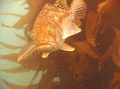 PICT0129a.jpg