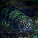 Sand Diver.jpg