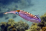 Squid 3.jpg
