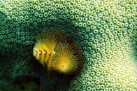 Christmas Tree Worms and Green coral.jpg