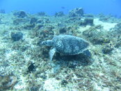 PICT0288.JPG