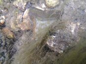 creek site 010.jpg