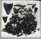 teeth042609.JPG