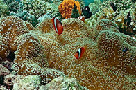 Underwater Natewa BaySmaller2.jpg