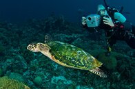 66 Hawksbill (1).jpg