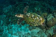 66 Hawksbill.jpg