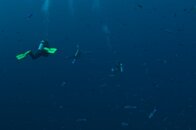Looking for Dolphins.jpg