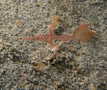 robust ghost pipefish.jpg