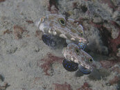 twin spot gobies.jpg