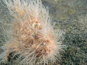hairy frogfish (2).jpg