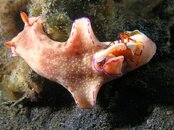 emperor shrimp and nudi (2).jpg