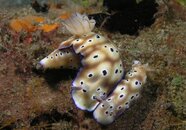 Nudi love.jpg