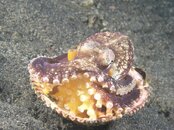 Margined octo in shell (2).jpg