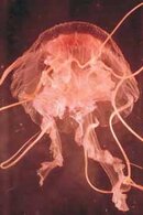 Jelly.jpg
