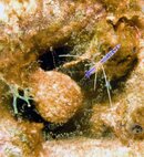 shrimp.jpg