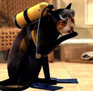 scuba_cat.jpg