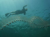 Salps.jpg