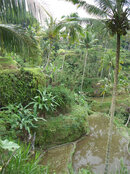 bali.jpg
