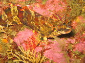 IMG_0652_1.jpg