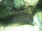 unidentified blenny 12 comp.JPG