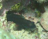 Unidentified blenny 17 comp.JPG