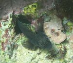 Unidentified blenny 20 comp.JPG