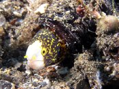 Eel in a beer bottle2.jpg
